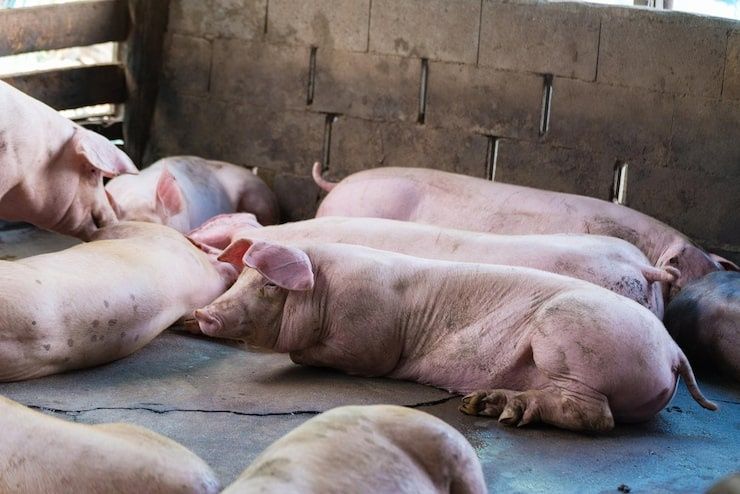 Продам домашнюю свинину