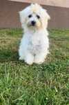 Bichon Frise, 6 luni – fetiță, foarte jucăușă și iubitoare.