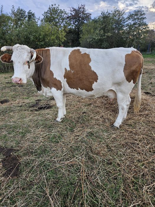 Vând vacă bălțată românească, gestantă