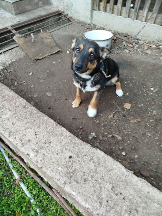 Donez cățelușe de opt luni