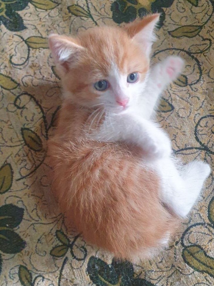 Красивый  золотой котенок .2 месяца