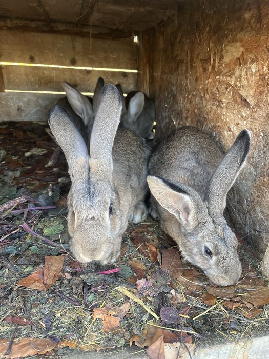 Vand iepurasi , californian si si belgian.