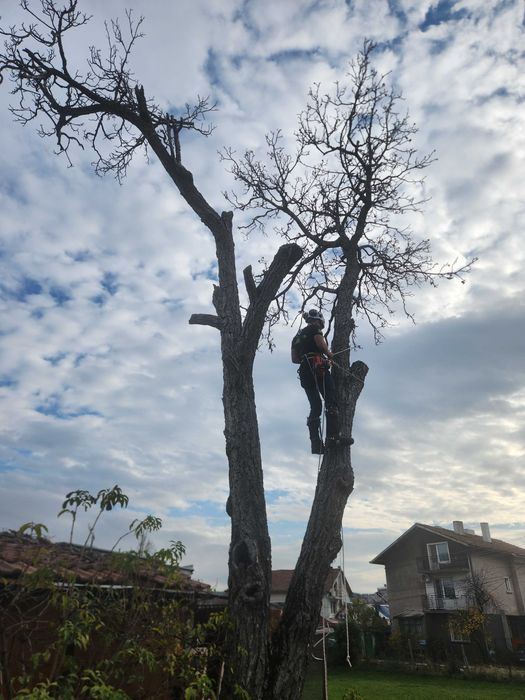 Рязане на Опасни Дървета