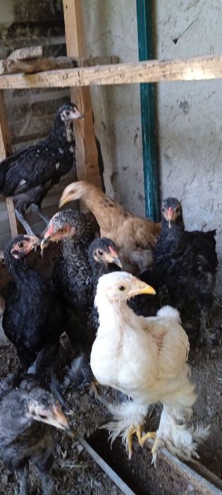 Брама жужалари сотилади