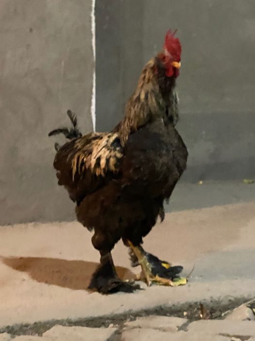 Tovuq xoʻrozlar sotiladi