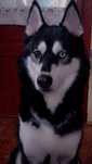 Donez caine Husky