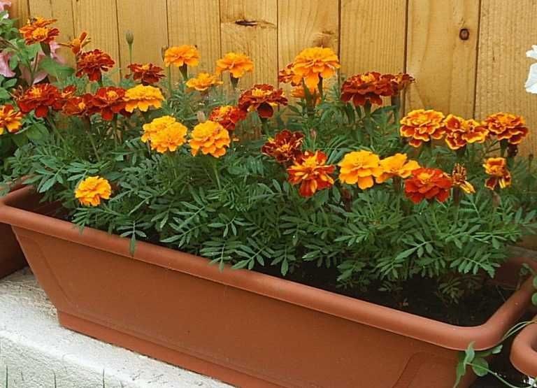 Craite Tagetes Erecta, mix multicolor seminte