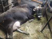 Vând vacă brună Austriaca gestantă în 6 luni fără o 5 zile