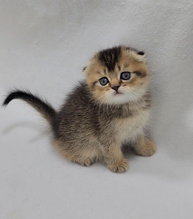 Девочка скотиш фолд