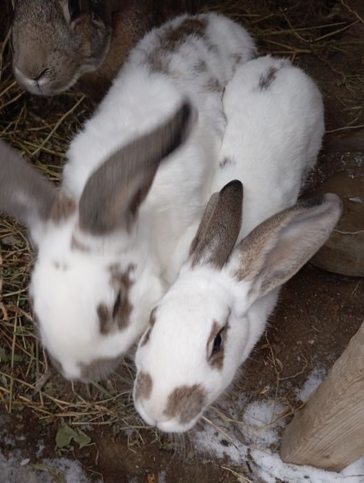 Кояндар сатылады 11 айлык