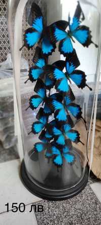 Естествени препарирани пеперуди