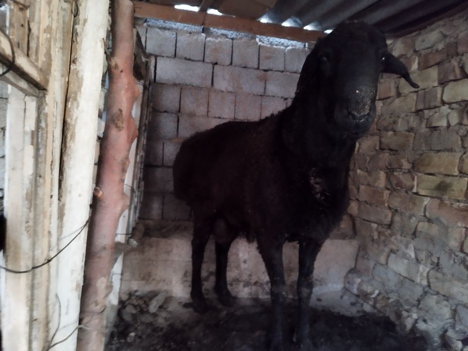 3 ta Qoʻchqor arashan