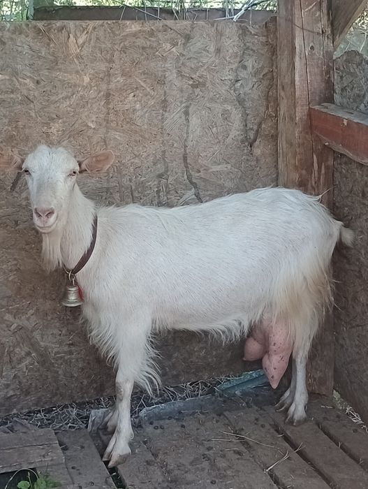 Capră albă de Banat de vânzare