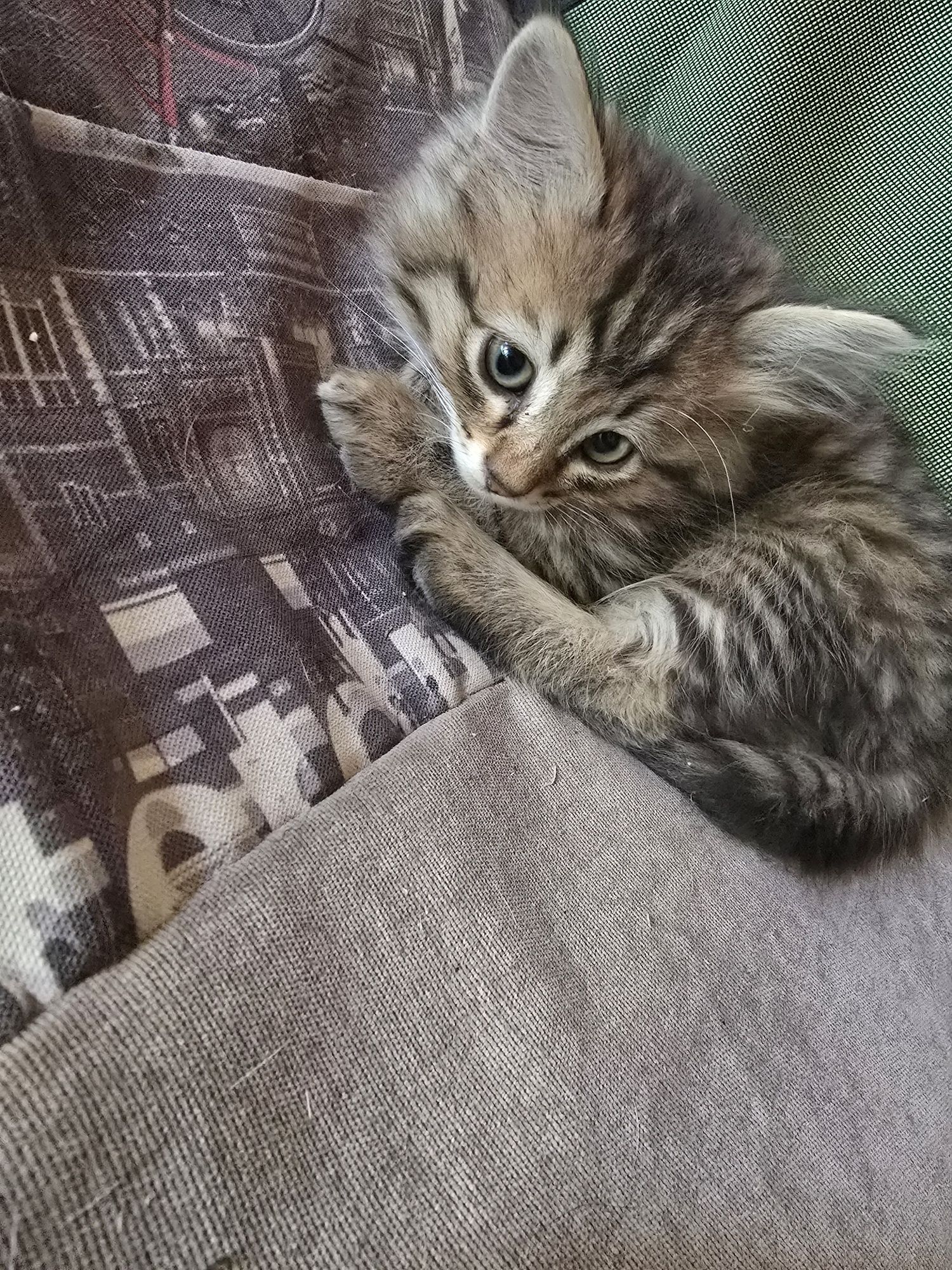 Милые котята 2 месяца