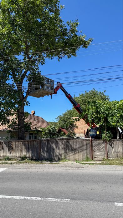 Taiere profesional a arborilor Brasov / copaci cu platforma de lucru