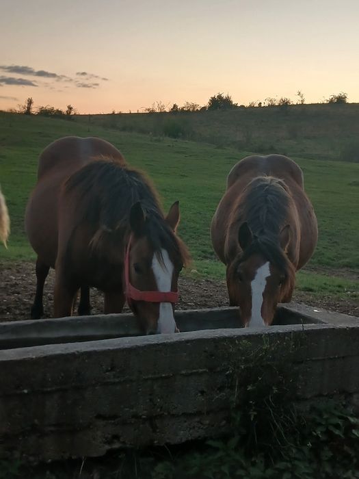Vând iapa de 3 ani și manza de un an jumate