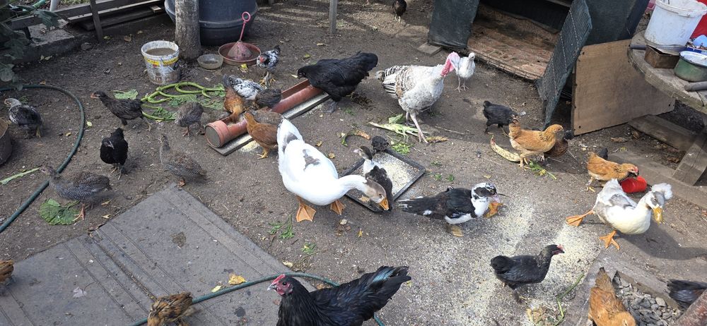 Vand boboc mare gasca rata muta pui liliputi gainusa pinta asturiana