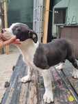 American Bully XL Baietel