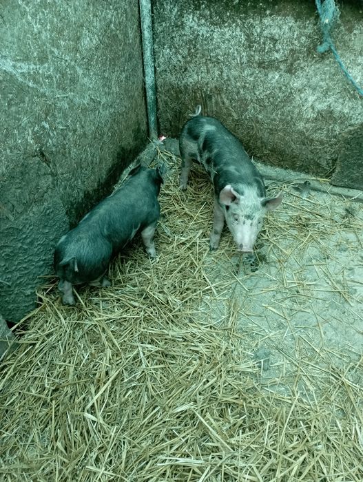 Vând epurii de rasaa