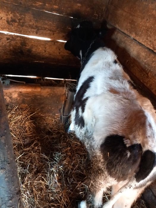 Vând vițeauă de 6 luni