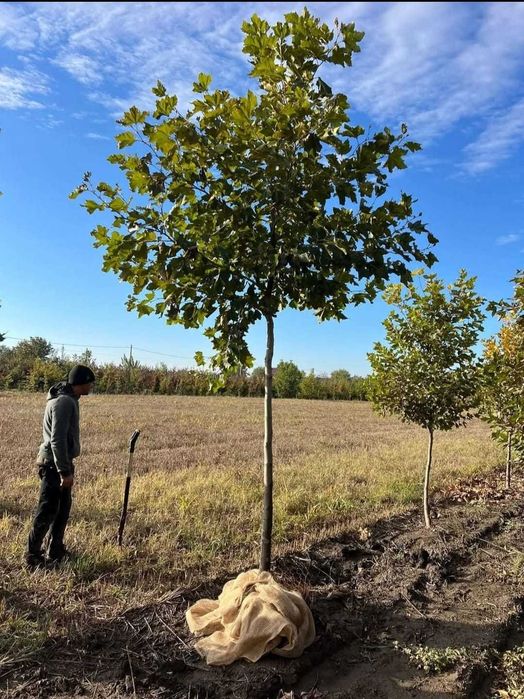 Arbori Ornamentali: Carpen, Tei | Zero Risc la Achiziție