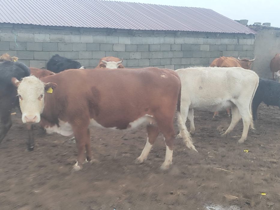 Сиыр  сатылады