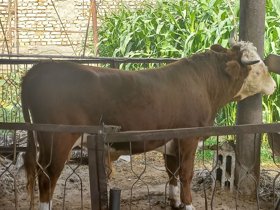 Gremford buqa sotiladi