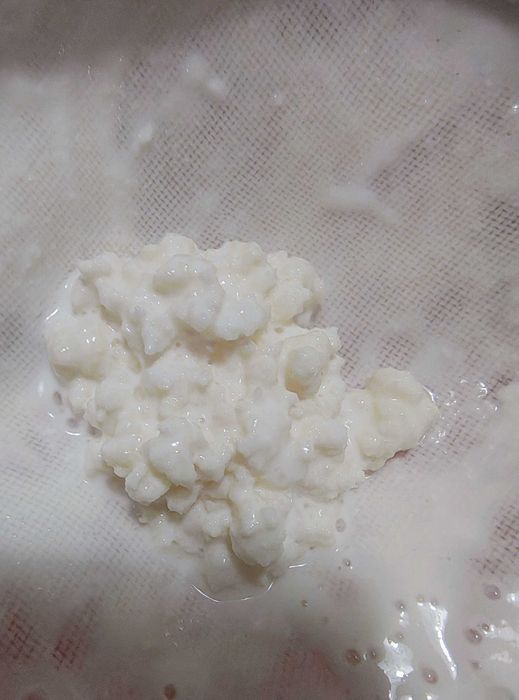 Ciuperca kefir de lapte ciuperca tibetana