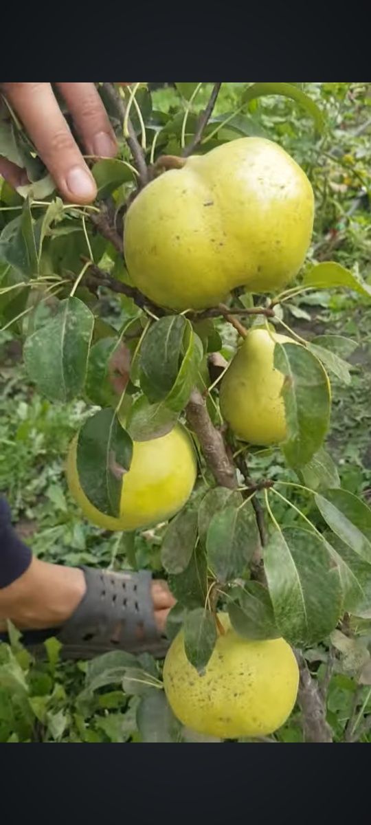 Peri columnari pitici. Fruct gigant