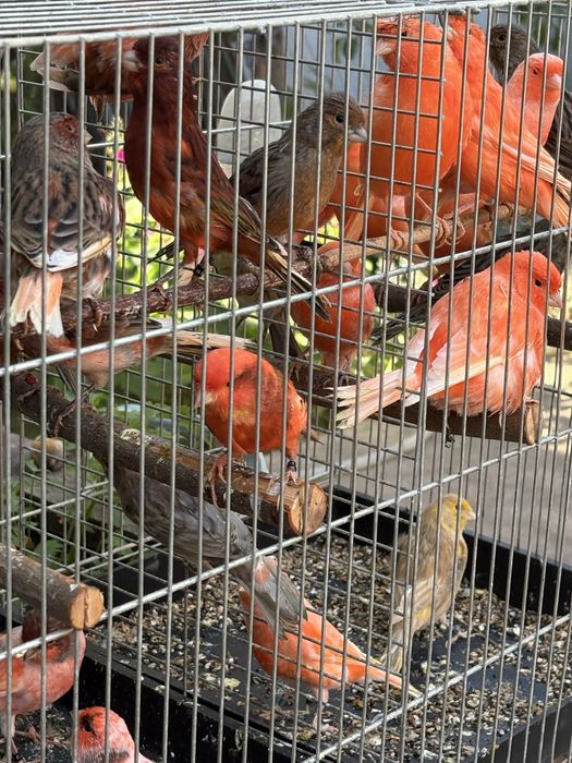 Canari de culoare si cantec