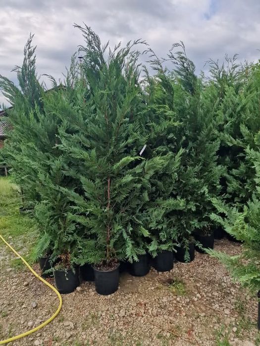 Plante Decorative mesteacăn Lylandii Tuia Brazii