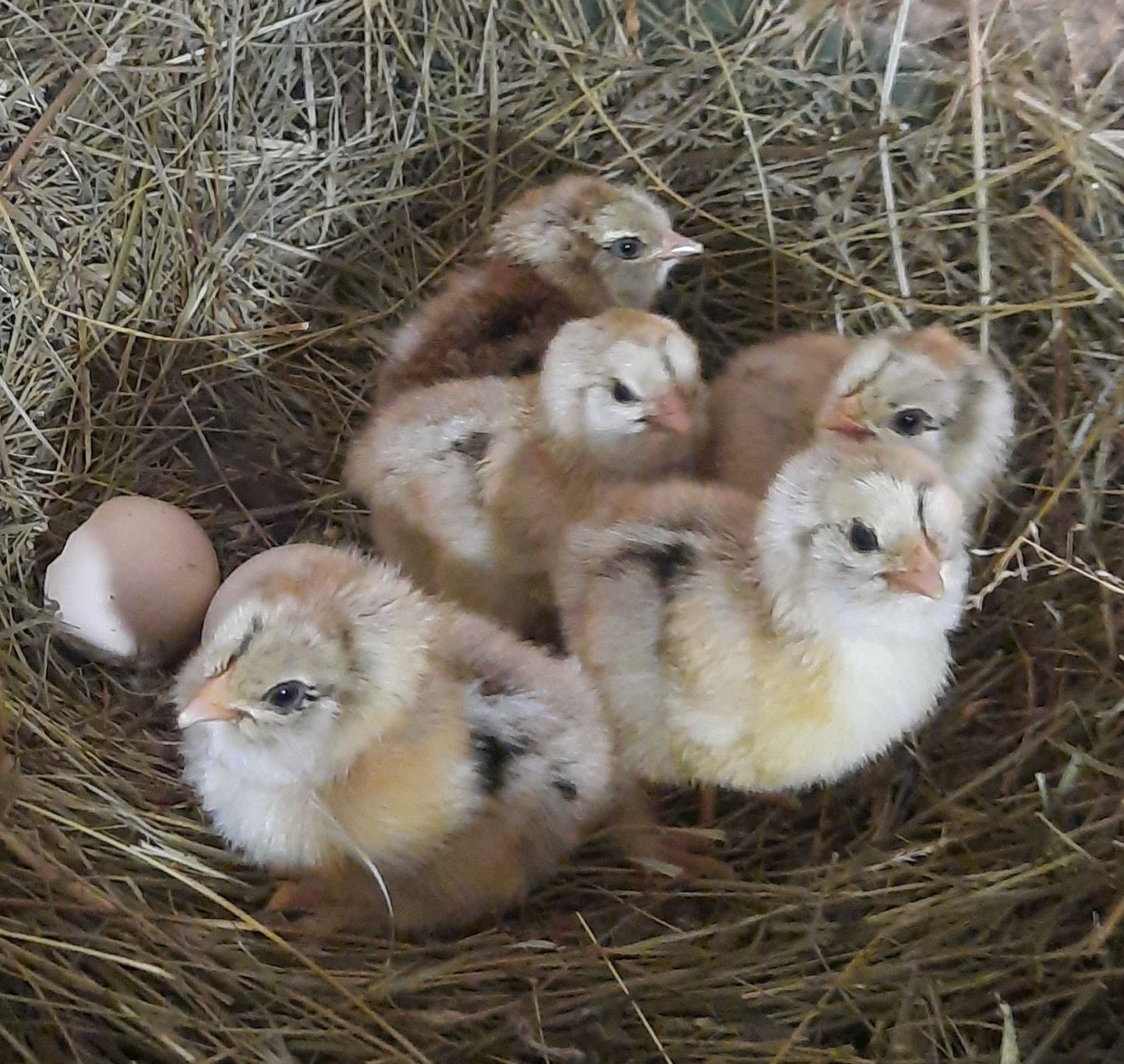 Ouă Faverolles Herminat Închis