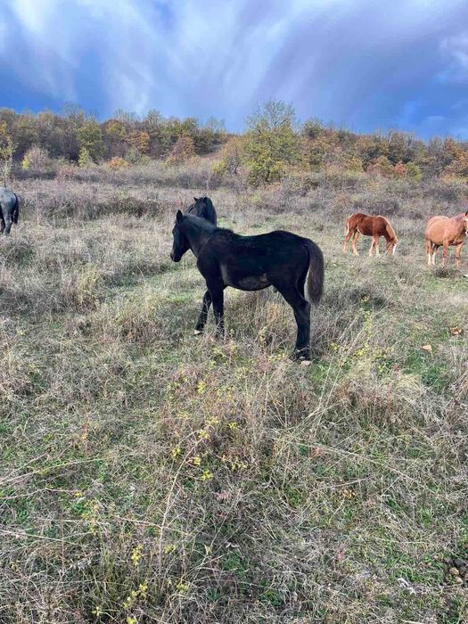 Продавам мъжки кончета