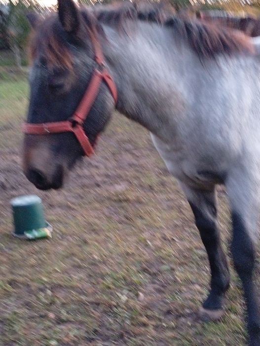 Mânză de 7 luni de pasune