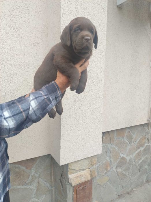 Продавам шоколадови лабрадори