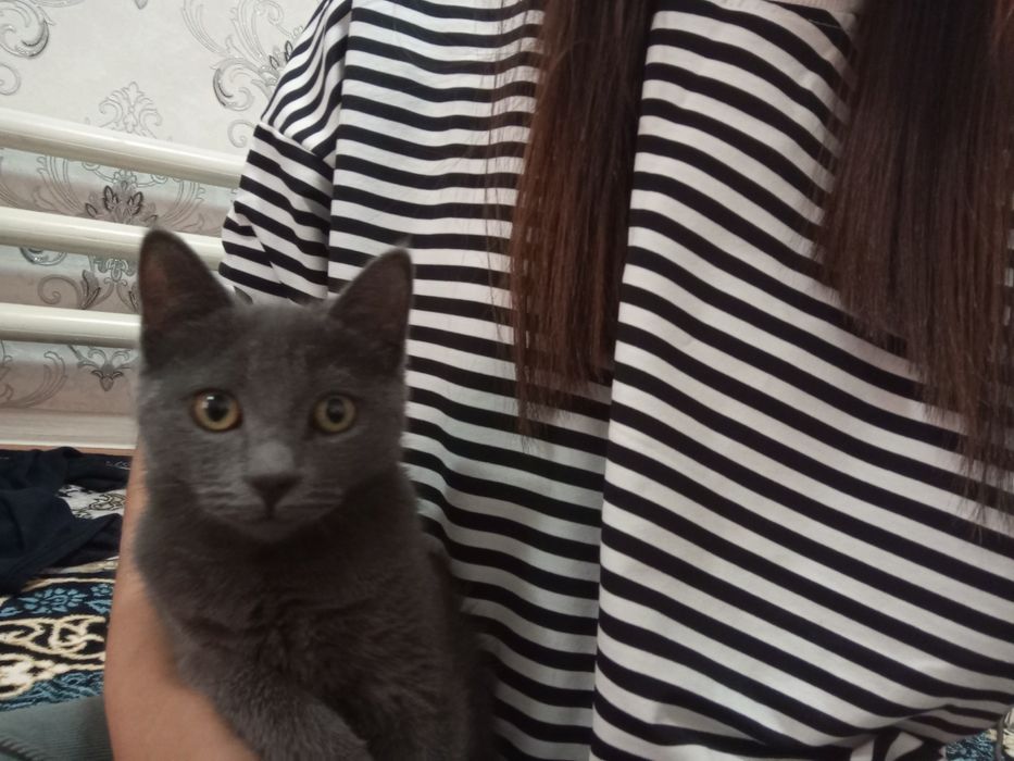 Toza uy mushugi sotiladi