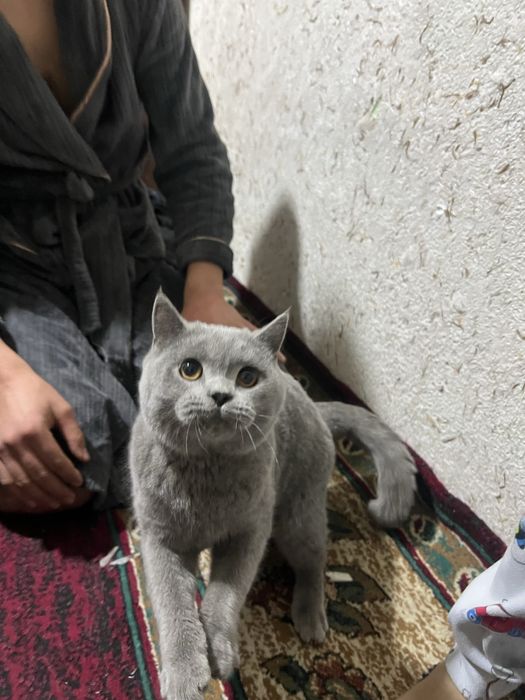 Mushuk zottor narxini kelshamiz orzonro qlib beraman