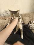 Котёнок даром отдаю