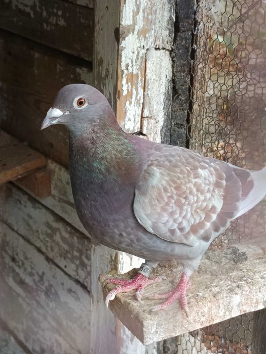Vând /schimb porumbei voiajori (zona comuna Berceni)