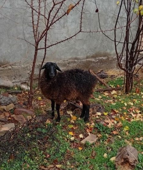 Qo'ylar 4ta. Romanovskiy aralash.