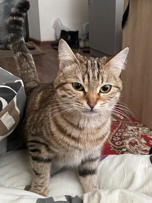 СРОЧНО отдаем кошку в хорошие руки