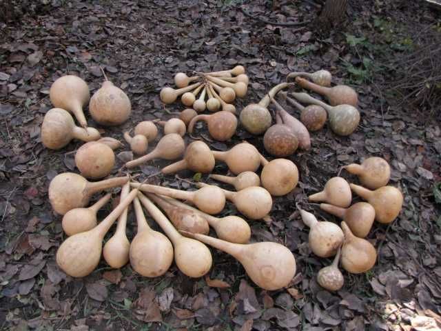 Тыква декоративная, лагенария.