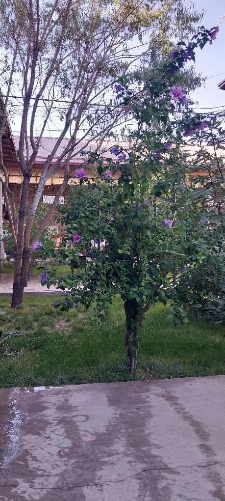 Uchaska Sergeli Xonobodda Uy Ijaraga beriladi 5xonalik BEZMAKLER