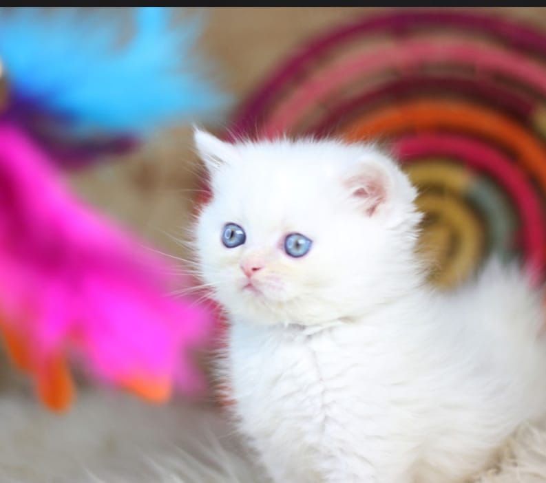British shorthair white puiut