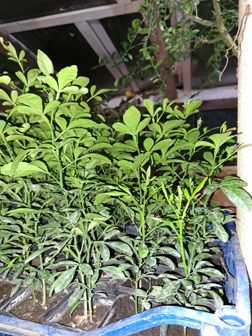 Poncirus trifoliata