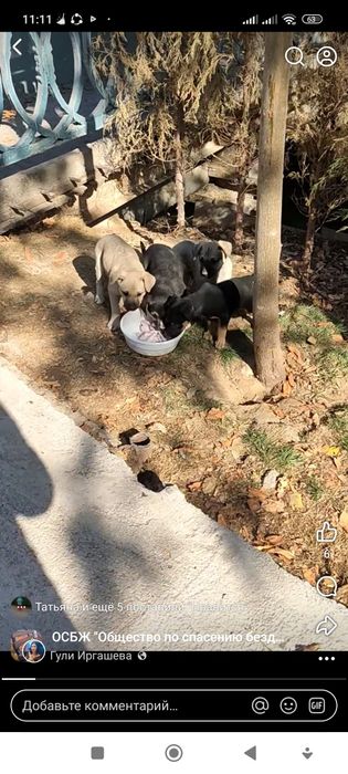 В добрые руки щенки