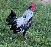 Familii Americane (Cocosel și Găinușă)