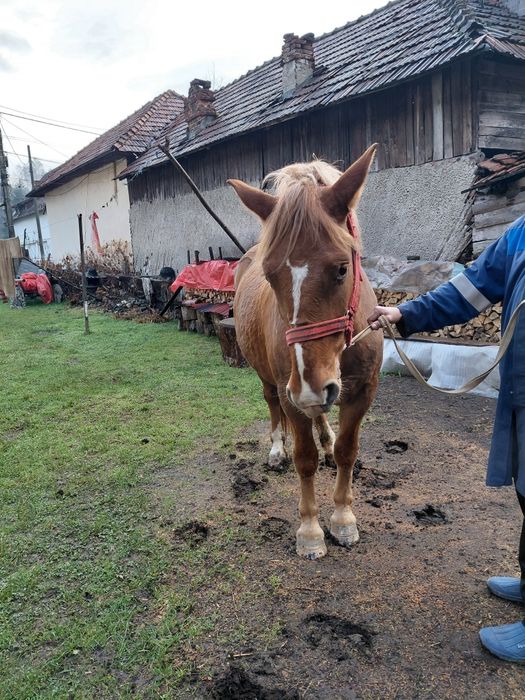 Vând iapă are 2 ani și 2 luni