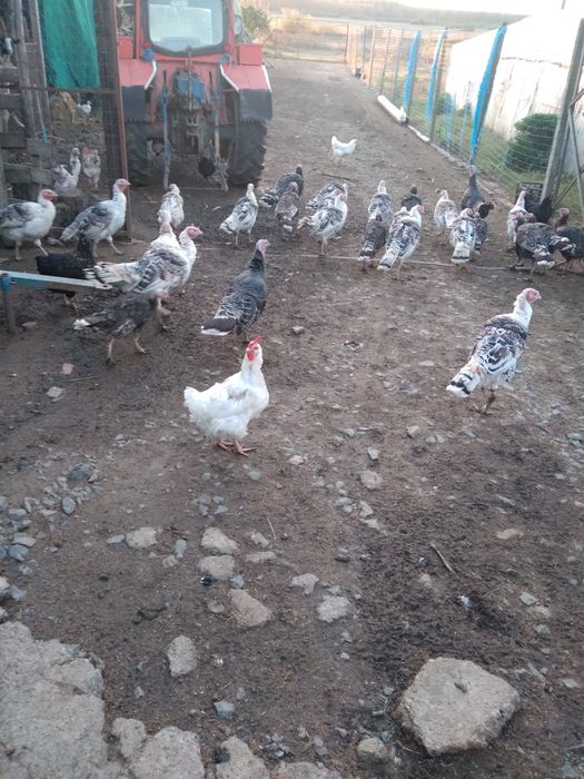 Curci si curcani tineret