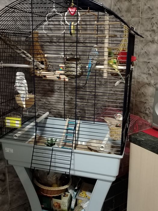 Vând cușcă papagali